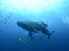 Whale Shark