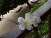 Plumeria